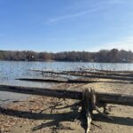 Downed trees on the shoreline of lake norman at lake norman state park