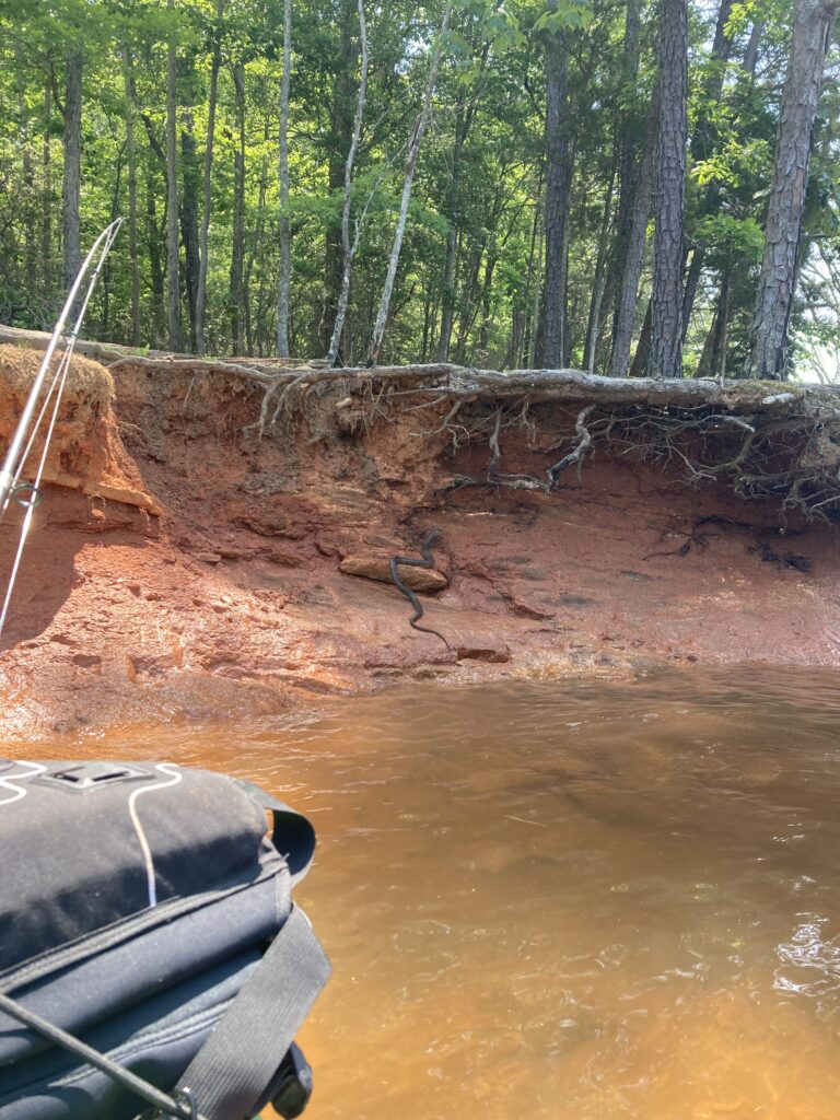 A water snake in a North Carolina state park. This is along the shoreline of Lake Norman.