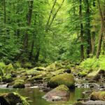 looking down a creek in the woods with bright green trees on the sides in a forest.