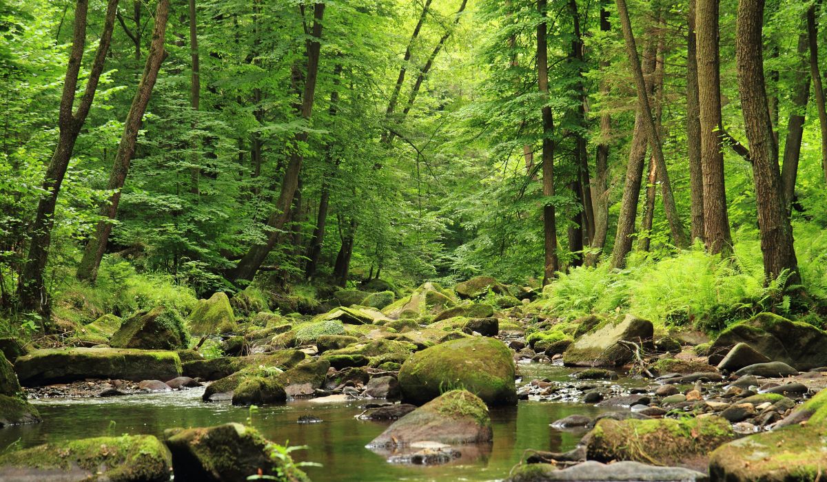 looking down a creek in the woods with bright green trees on the sides in a forest.