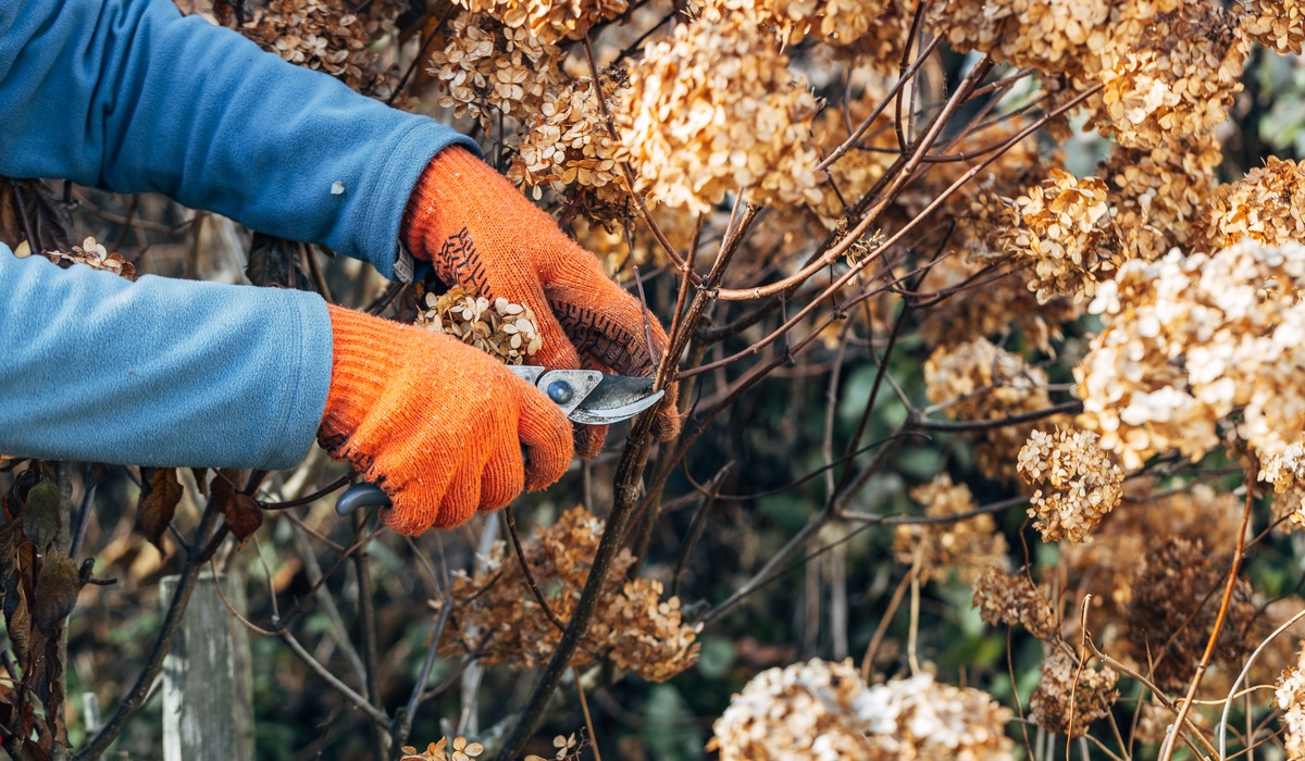 A close-up of two hands wearing orange gloves, using pruning scissors to cut a branch from a dried plant.
