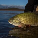 An angler in tan waders holding a smallmouth bass just above the dark water's surface to show off their catch.